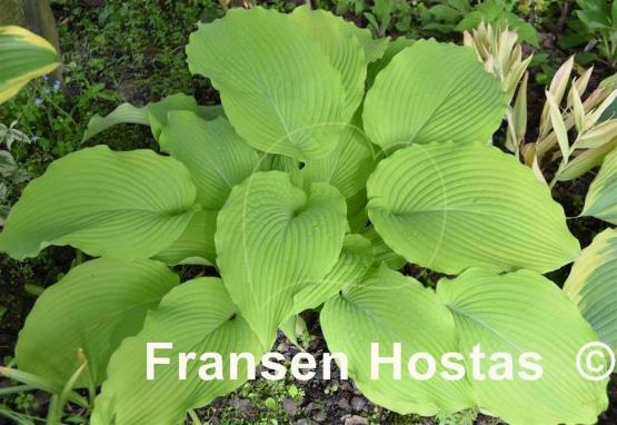 Hosta Jimmy Crack Corn